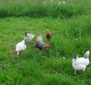 Sommer am Bauernhof