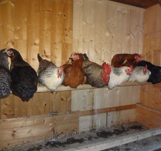 Hühner am Bauernhof