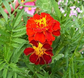 Sommer am Bauernhof